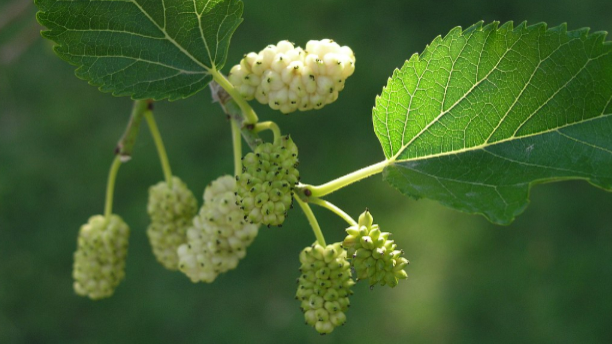 Ciltte ve Kalpte Beyaz Dutun Sağladığı 10 Efsanevi Faydalar