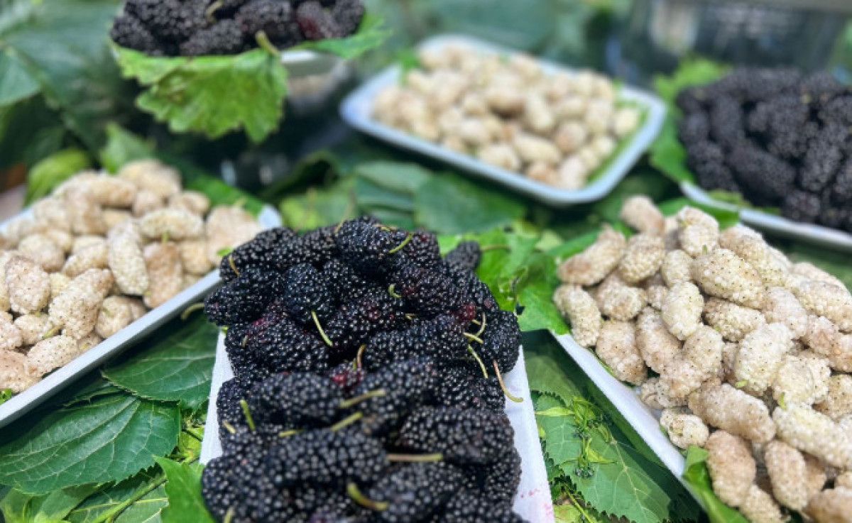 Ciltte ve Kalpte Beyaz Dutun Sağladığı 10 Efsanevi Faydalar