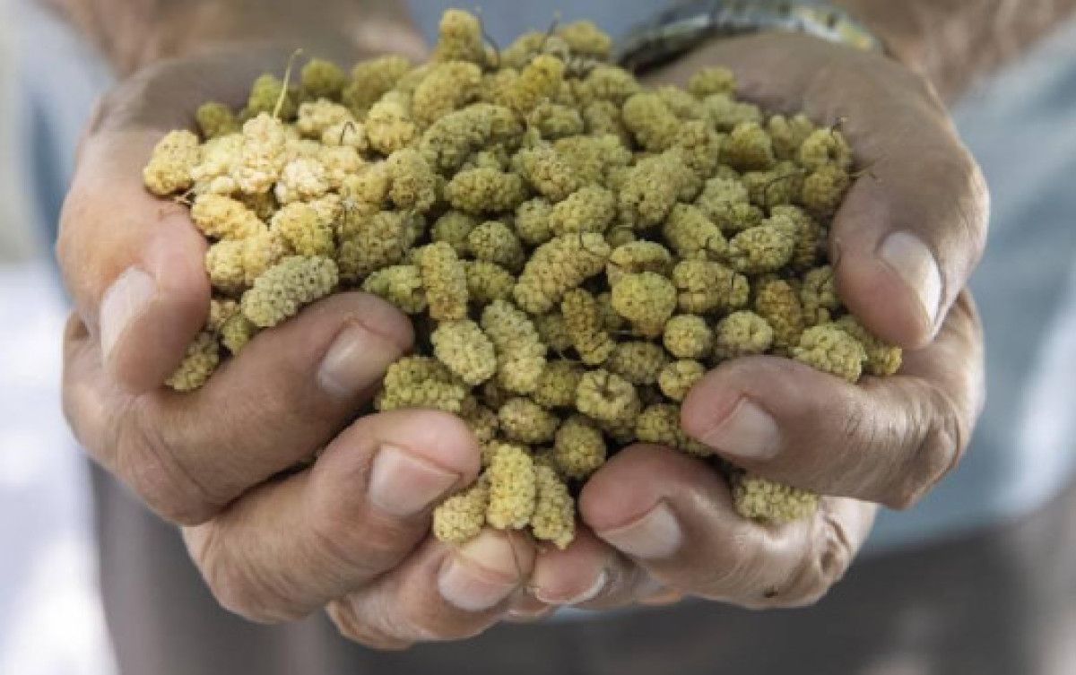 Ciltte ve Kalpte Beyaz Dutun Sağladığı 10 Efsanevi Faydalar