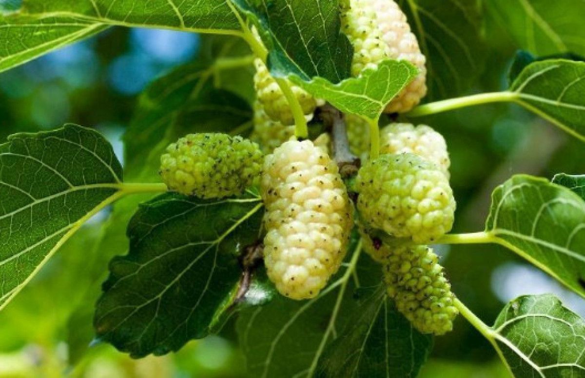 Ciltte ve Kalpte Beyaz Dutun Sağladığı 10 Efsanevi Faydalar