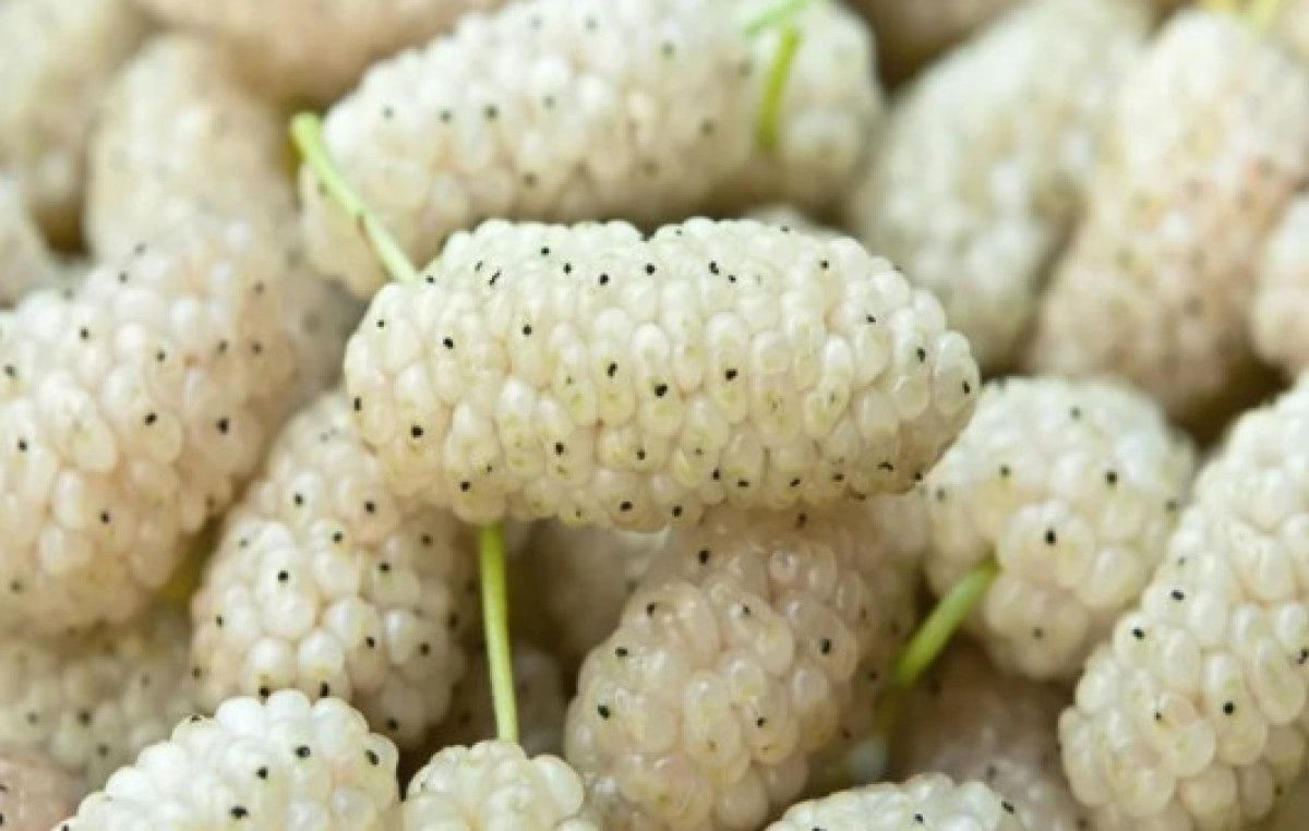 Ciltte ve Kalpte Beyaz Dutun Sağladığı 10 Efsanevi Faydalar