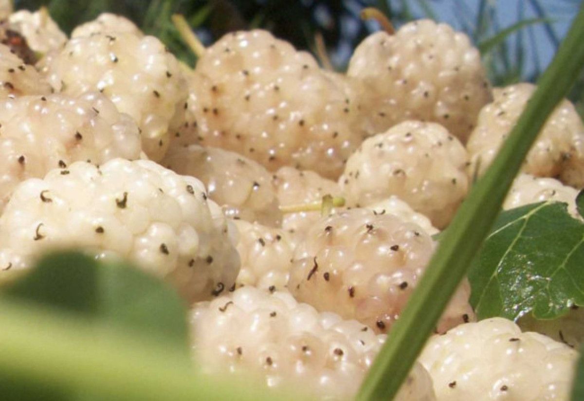 Ciltte ve Kalpte Beyaz Dutun Sağladığı 10 Efsanevi Faydalar