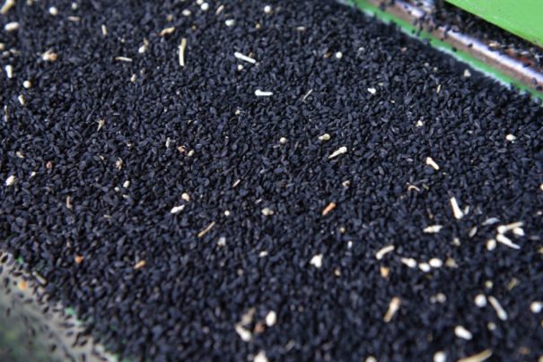 Çörek Otunun Mucizesi: Ölümden Ötesine Deva