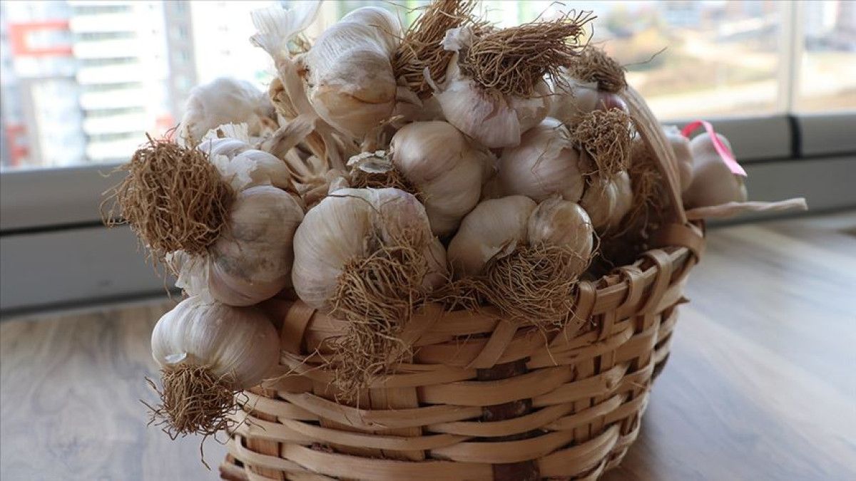 Enerji ve Sağlıkınızı Zirveye Taşıyan İbn-i Sinadan 13 Altın Tavsiye