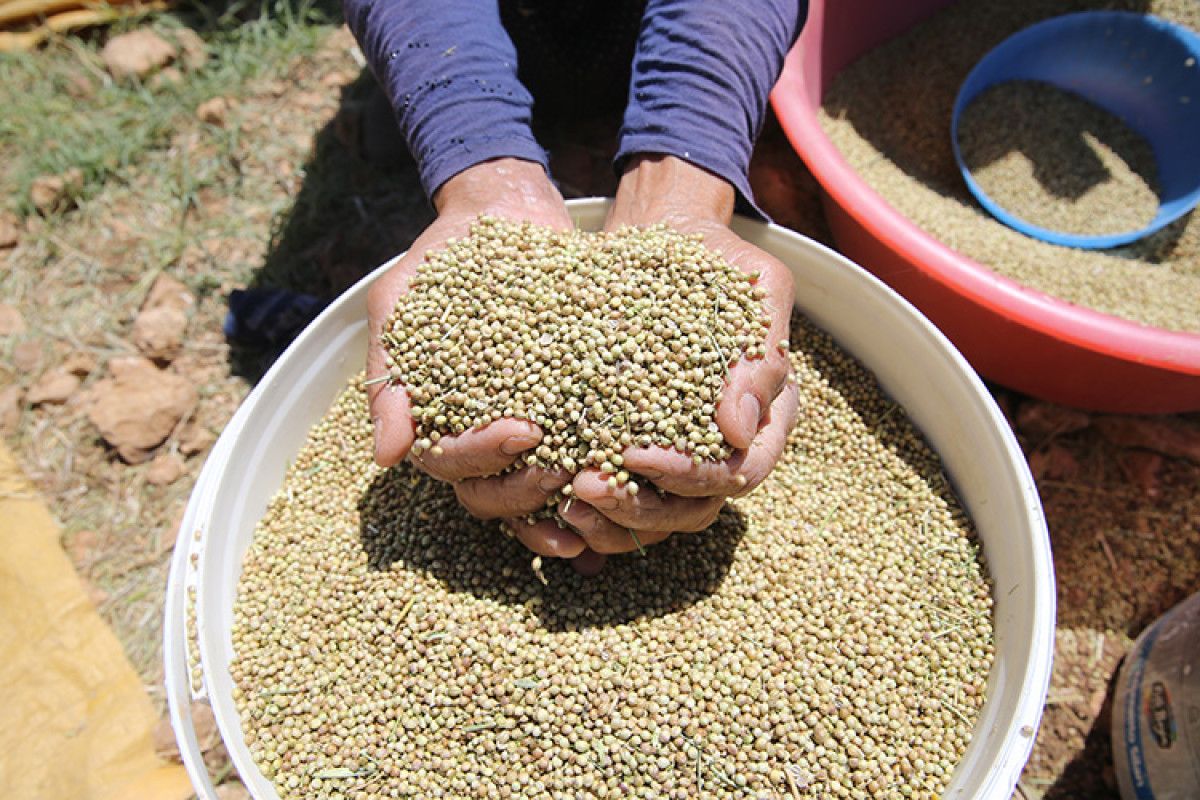 Enerji ve Sağlıkınızı Zirveye Taşıyan İbn-i Sinadan 13 Altın Tavsiye