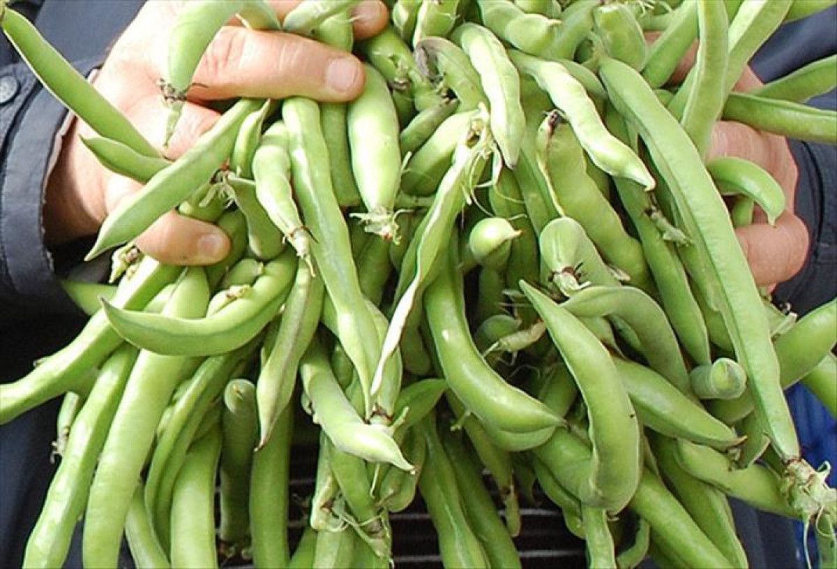 Enerji ve Sağlıkınızı Zirveye Taşıyan İbn-i Sinadan 13 Altın Tavsiye