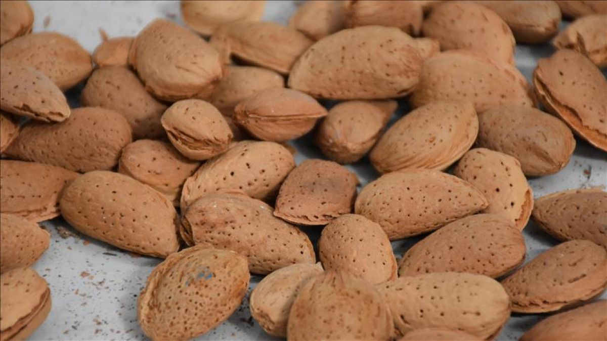 Enerji ve Sağlıkınızı Zirveye Taşıyan İbn-i Sinadan 13 Altın Tavsiye