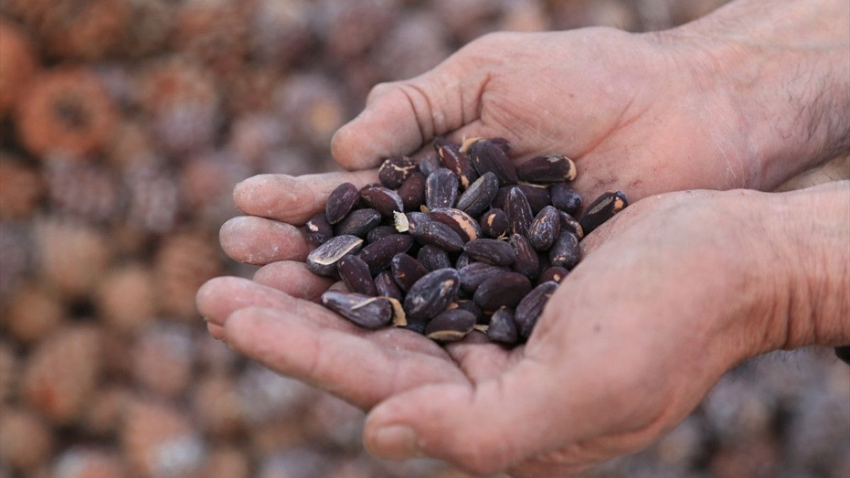 Enerji ve Sağlıkınızı Zirveye Taşıyan İbn-i Sinadan 13 Altın Tavsiye