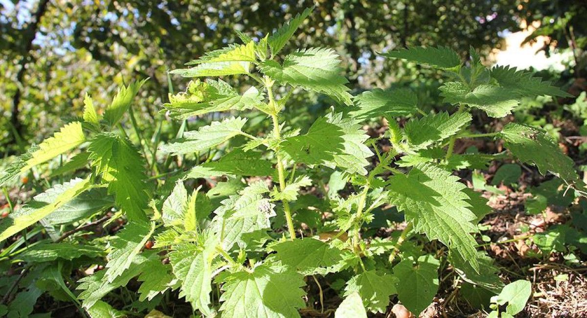 Enerji ve Sağlıkınızı Zirveye Taşıyan İbn-i Sinadan 13 Altın Tavsiye