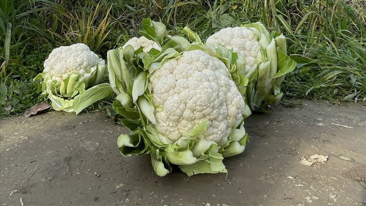 Enerji ve Sağlıkınızı Zirveye Taşıyan İbn-i Sinadan 13 Altın Tavsiye