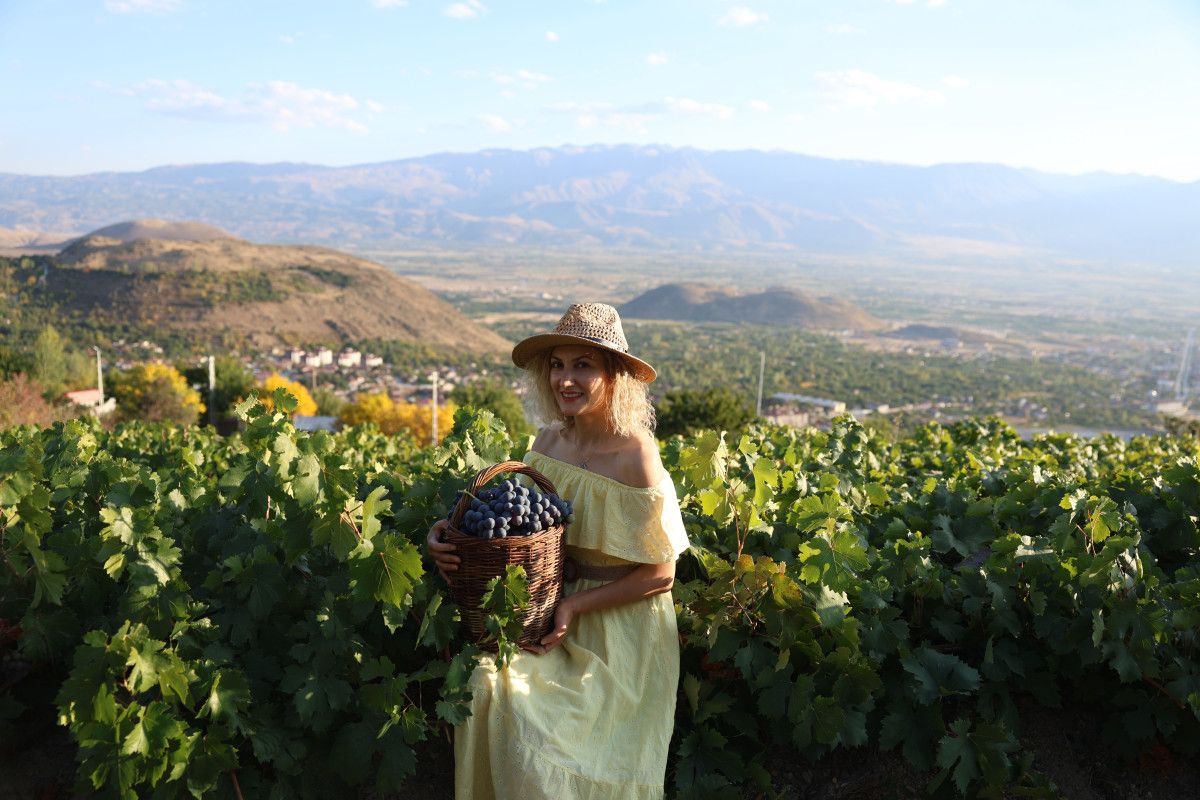 Erzincan'da İki Asırlık Bağlarda Bol ve Bereketli Hasat