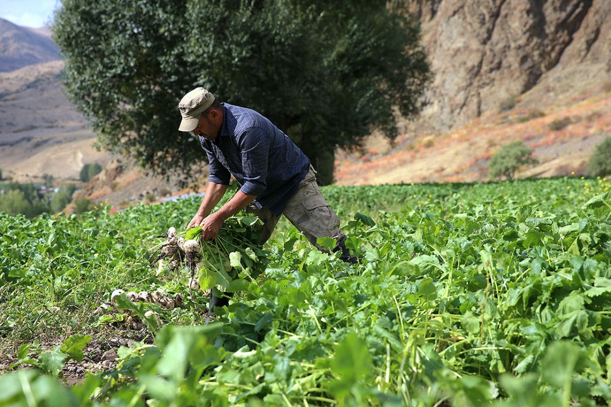 Erzurum'da 600 Yıllık Geleneksel Şalgam Yıkama Uygulaması