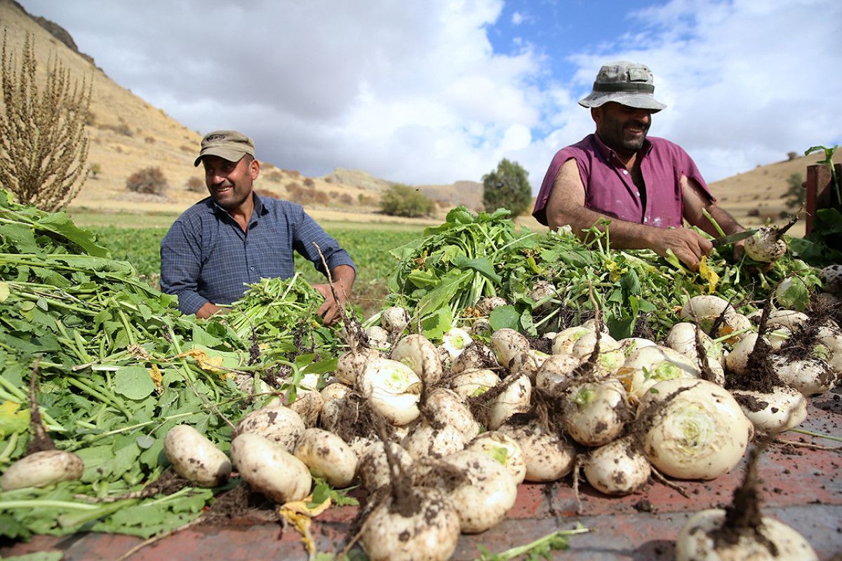 Erzurum'da 600 Yıllık Geleneksel Şalgam Yıkama Uygulaması