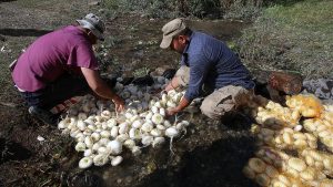 Erzurum’da 600 Yıllık Geleneksel Şalgam Yıkama Uygulaması