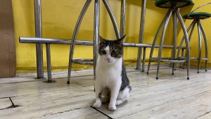 Eskişehir’de Esnafın İki Kez Terk Edilen Kediyi Sahiplendiği Dokunaklı Hikaye