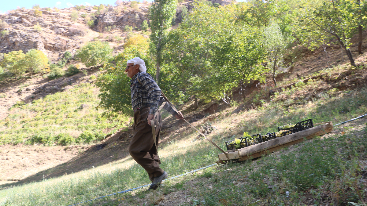 Babadan Kalma Bir Miras: Üzüm Yetiştiriciliği