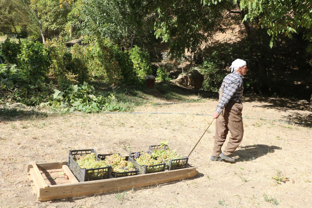Hakkari'de 80 Yaşındaki Sepetçi, Tonlarca Üzümü Kızakla Taşıyor