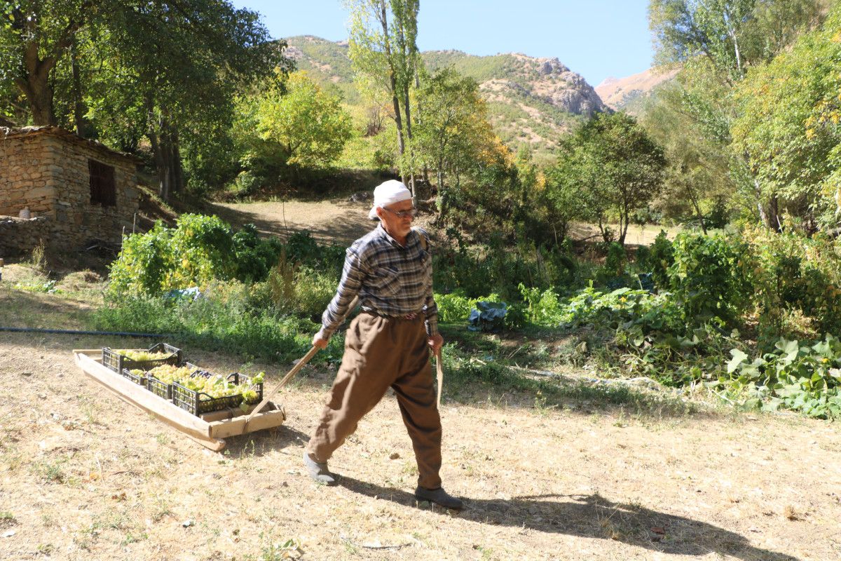 Hakkari'de 80 Yaşındaki Sepetçi, Tonlarca Üzümü Kızakla Taşıyor