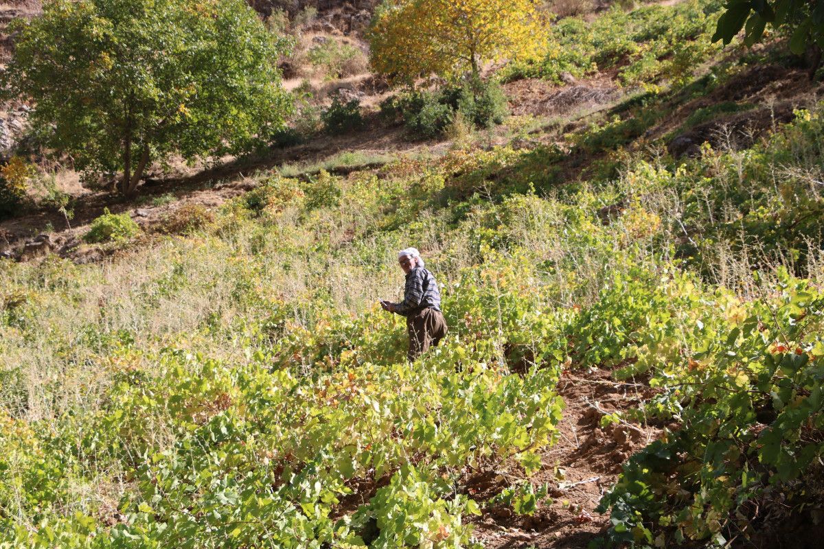 Hakkari'de 80 Yaşındaki Sepetçi, Tonlarca Üzümü Kızakla Taşıyor