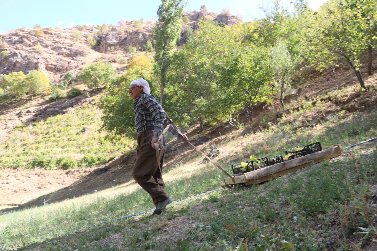 Hakkari'de 80 Yaşındaki Sepetçi, Tonlarca Üzümü Kızakla Taşıyor