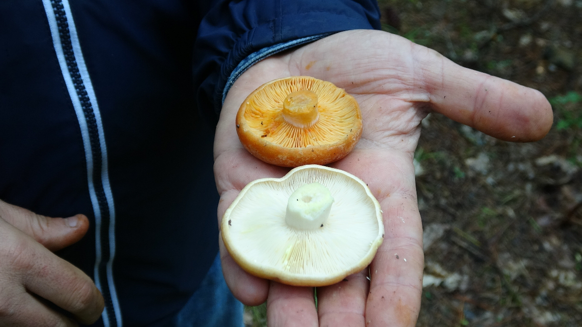 Zehirli Mantarlar ve Belirtileri