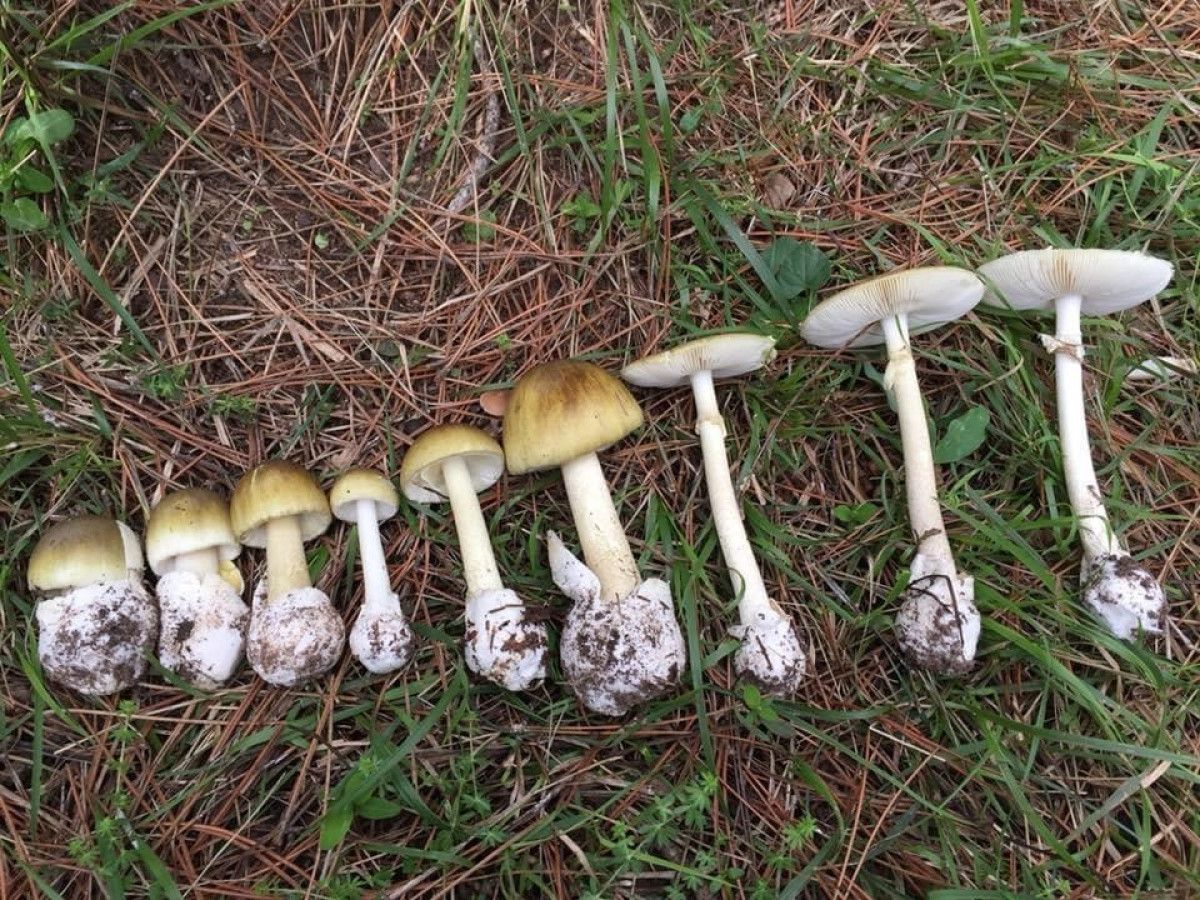 Zehirli Mantarlar ve Belirtileri