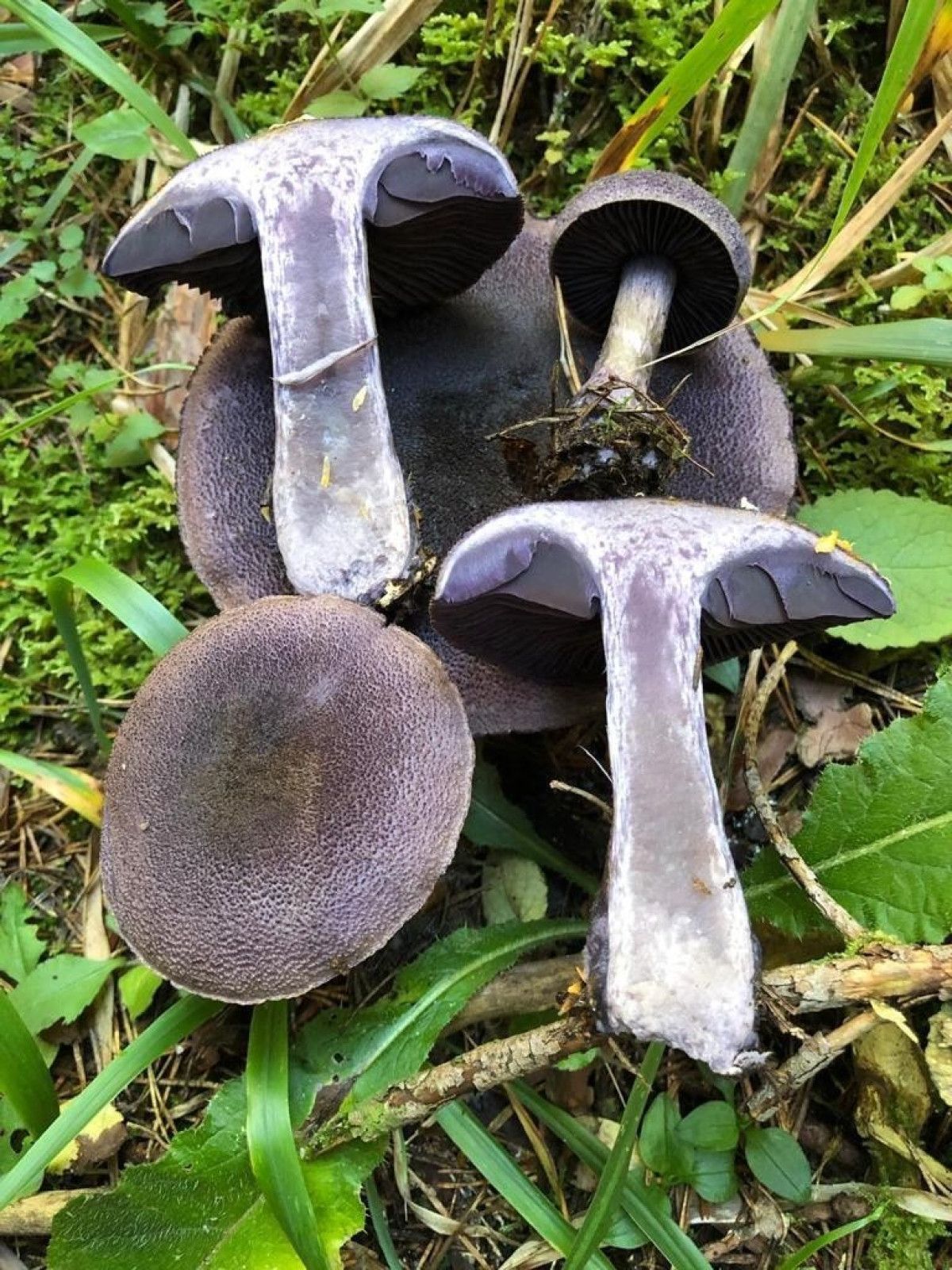 Karbonmonoksit Zehirlenmesine Dikkat