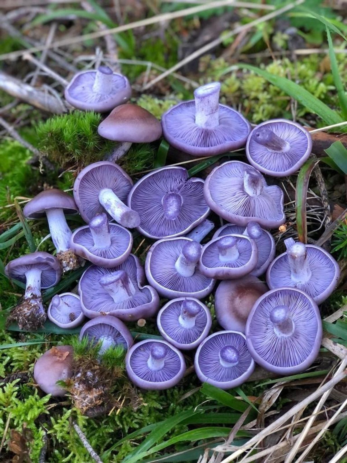 Mantar Sezonunun Açılması: Uzmanlardan Zehirlenme Uyarıları ve Güvenli Toplama İpuçları