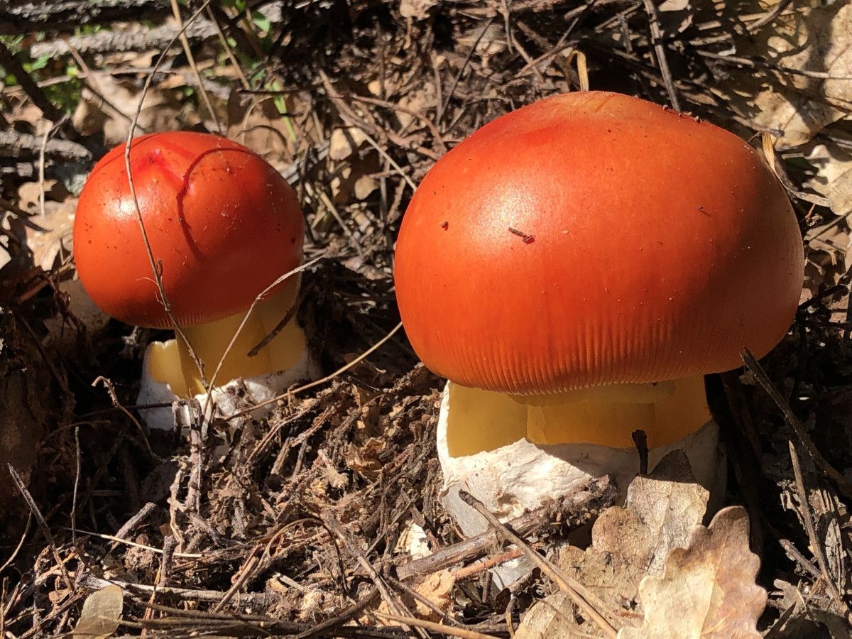 Mantar Sezonunun Açılması: Uzmanlardan Zehirlenme Uyarıları ve Güvenli Toplama İpuçları