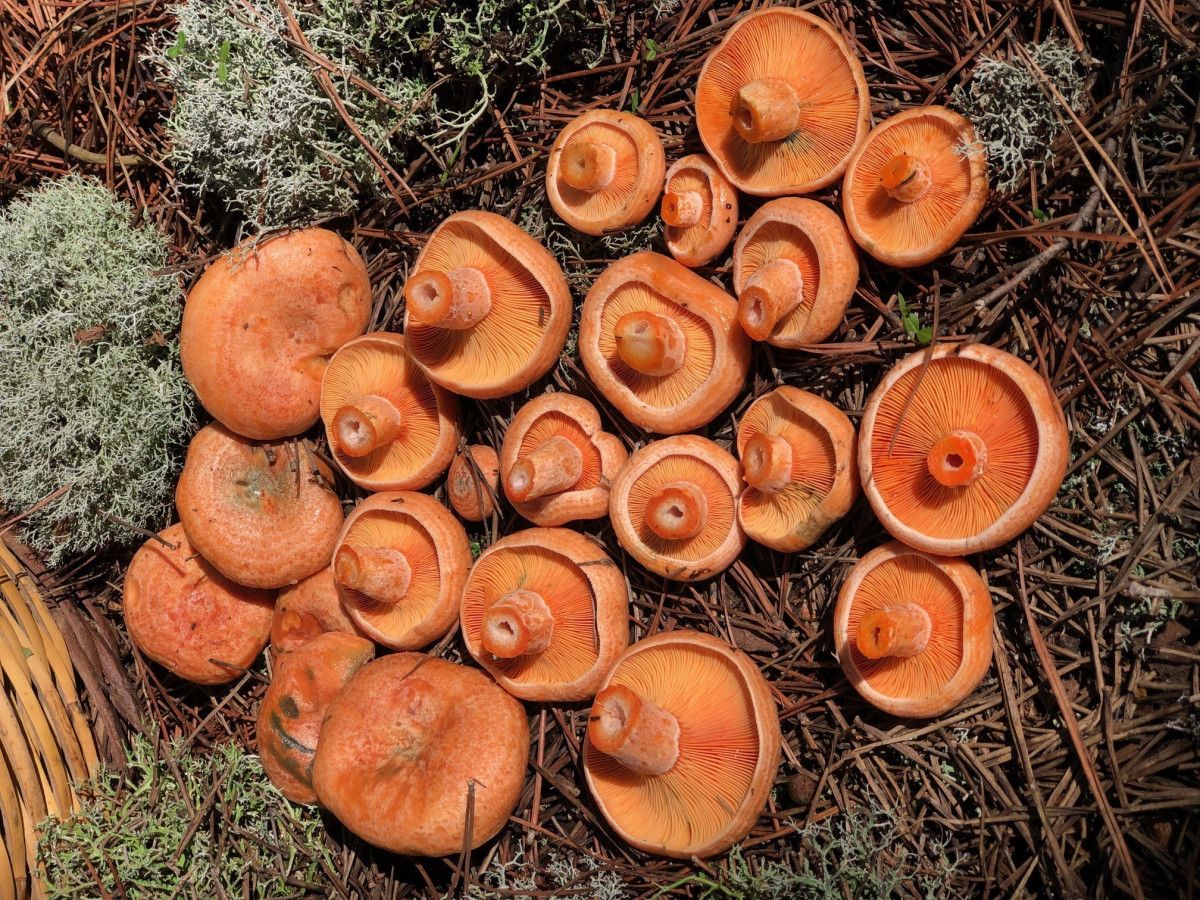 Mantar Sezonunun Açılması: Uzmanlardan Zehirlenme Uyarıları ve Güvenli Toplama İpuçları