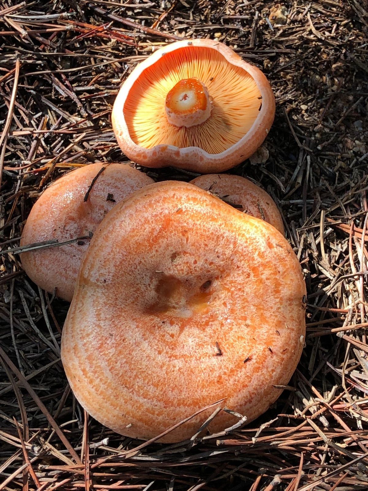 Mantar Sezonunun Açılması: Uzmanlardan Zehirlenme Uyarıları ve Güvenli Toplama İpuçları