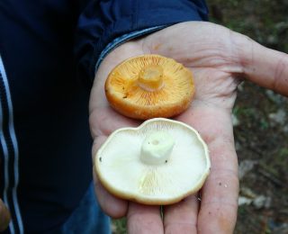Mantar Sezonunun Açılması: Uzmanlardan Zehirlenme Uyarıları ve Güvenli Toplama İpuçları