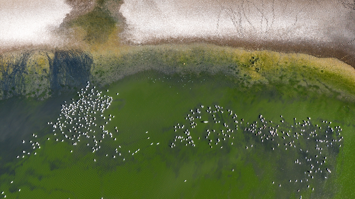 Manyas'ta Göçmen Kuşlar İçin Ortaya Çıkan Tehlike İşaretleri