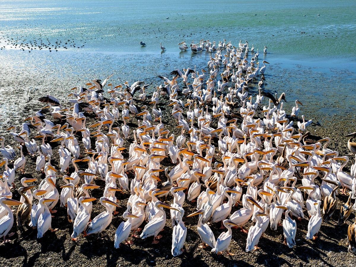 Manyas'ta Göçmen Kuşlar İçin Ortaya Çıkan Tehlike İşaretleri