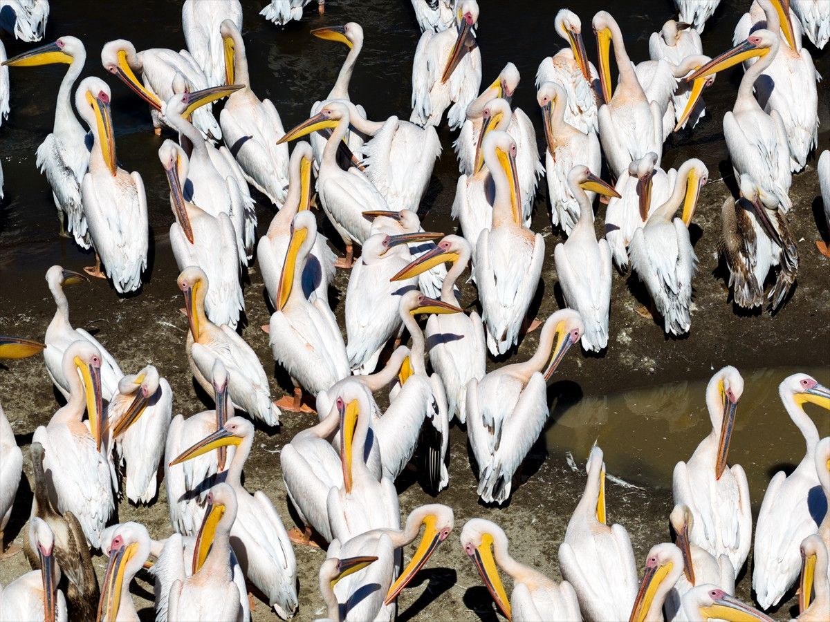 Manyas'ta Göçmen Kuşlar İçin Ortaya Çıkan Tehlike İşaretleri