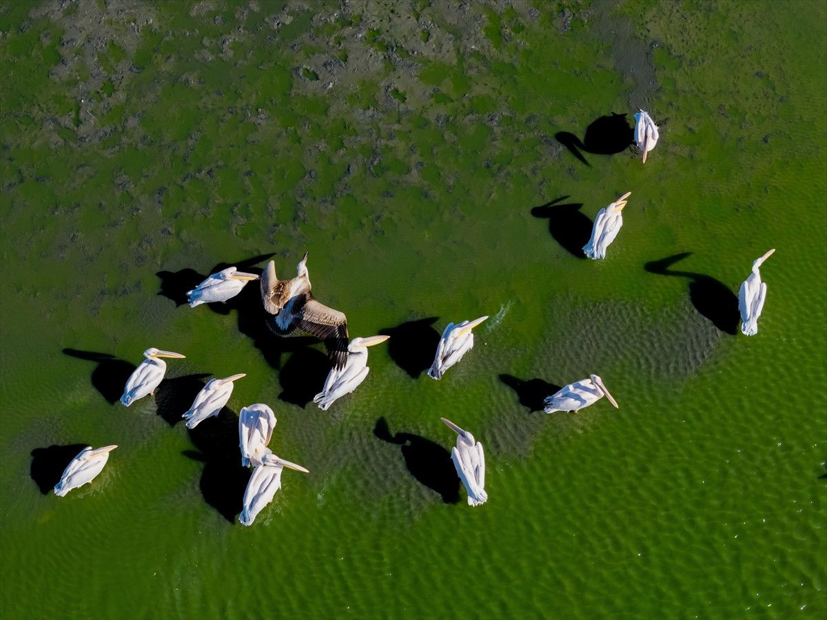 Manyas'ta Göçmen Kuşlar İçin Ortaya Çıkan Tehlike İşaretleri