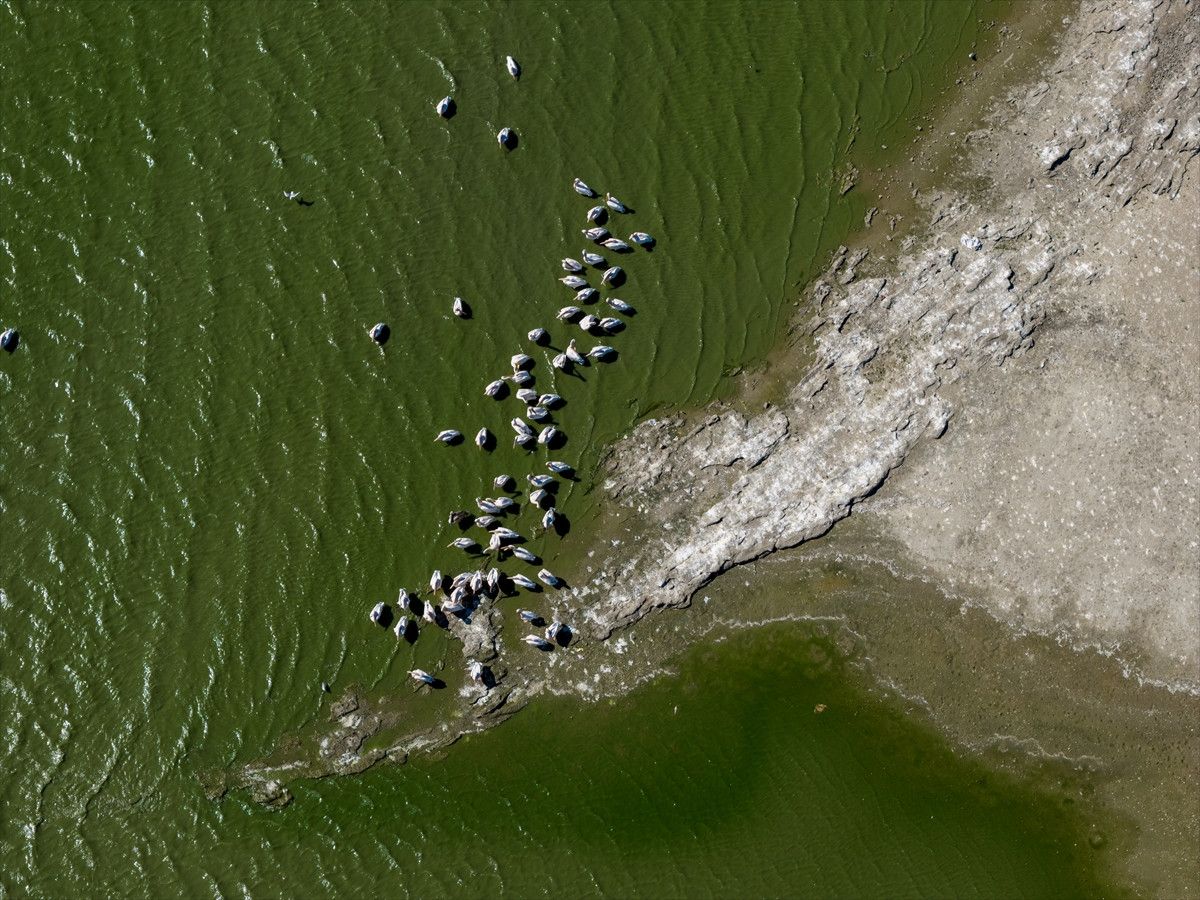 Manyas'ta Göçmen Kuşlar İçin Ortaya Çıkan Tehlike İşaretleri