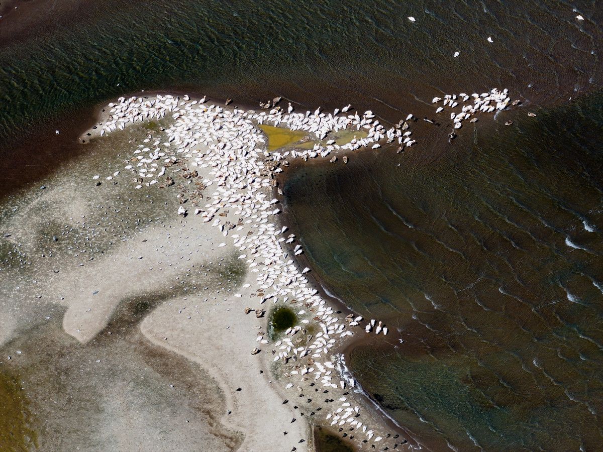 Manyas'ta Göçmen Kuşlar İçin Ortaya Çıkan Tehlike İşaretleri