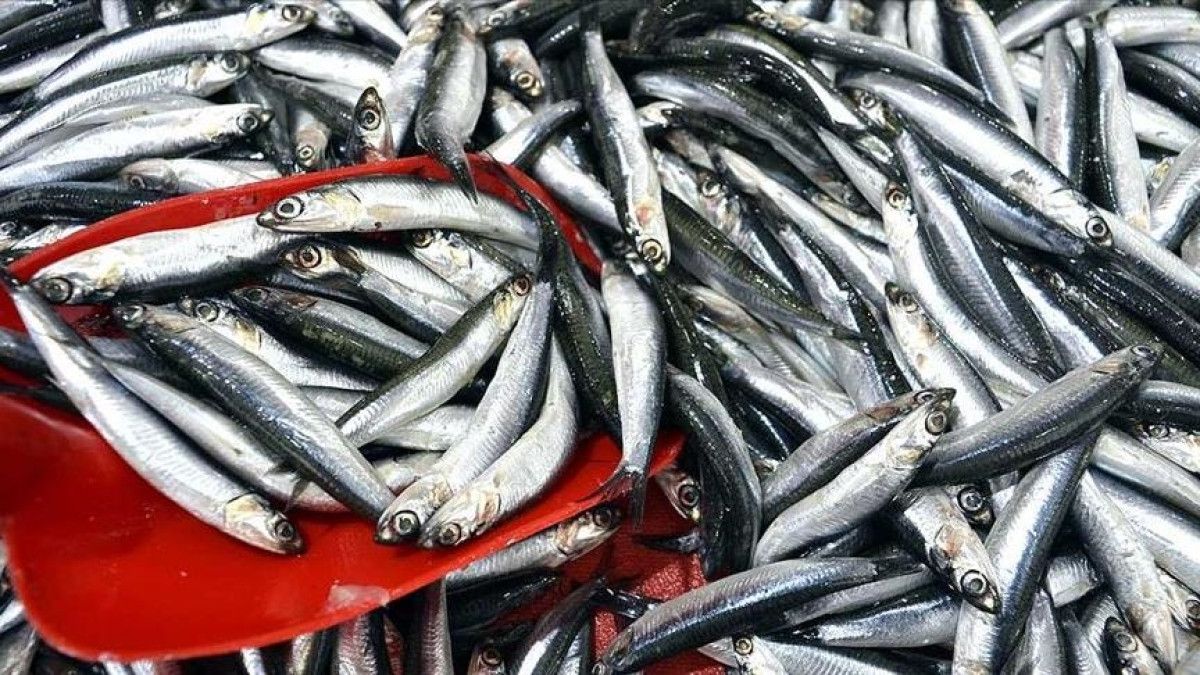 Sonbahar Aylarında Tüketmeniz Gereken En İyi 4 Balık ve Sağlık Faydaları