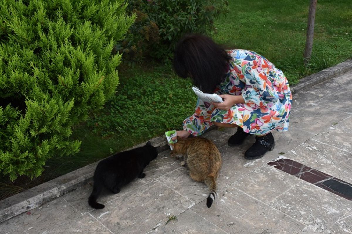 Trabzonlu Hayvanseverin Kedilerle Başlayan Sevgi Hikayesi