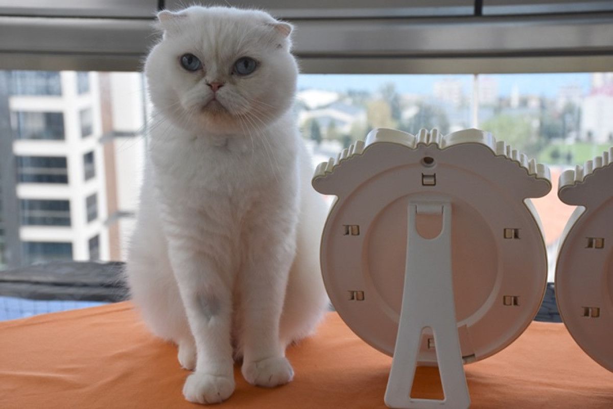 Trabzonlu Hayvanseverin Kedilerle Başlayan Sevgi Hikayesi