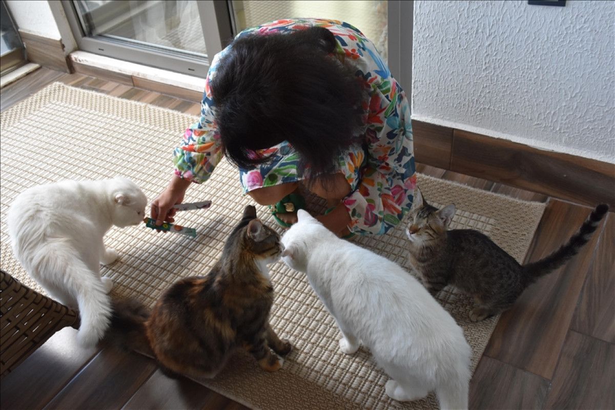 Trabzonlu Hayvanseverin Kedilerle Başlayan Sevgi Hikayesi