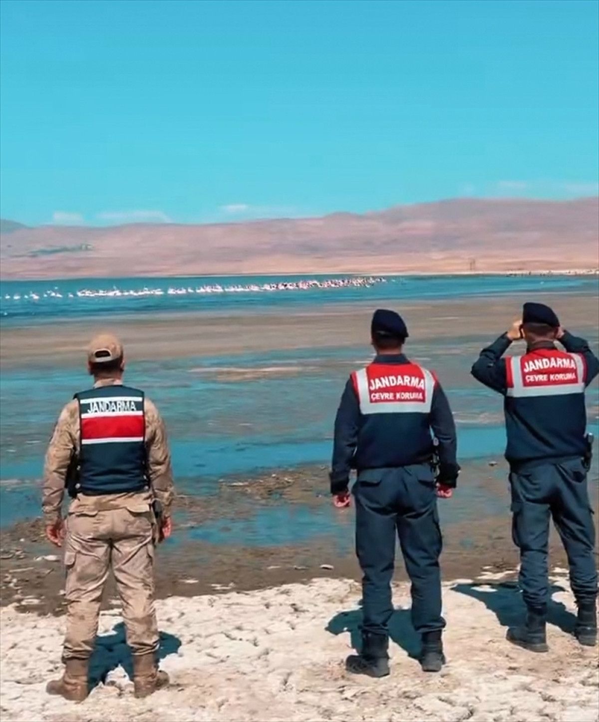 Vanda Flamingoların Güvenliği Jandarma Ekiplerine Emanet Edildi