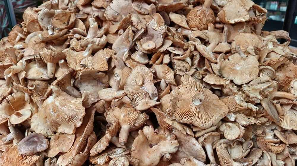 Fındık Tirmiti Mantarı ve Sağlığa Olan Yararları
