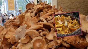 Yağmurun Bereketiyle Gelen Fındık Tirmiti Mantarına Yoğun İlgi ve Faydaları