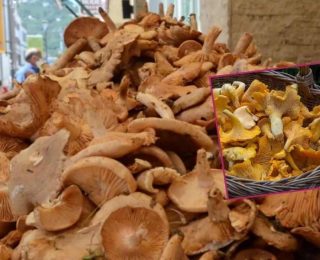 Yağmurun Bereketiyle Gelen Fındık Tirmiti Mantarına Yoğun İlgi ve Faydaları