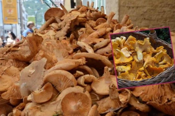 Yağmurun Bereketiyle Gelen Fındık Tirmiti Mantarına Yoğun İlgi ve Faydaları